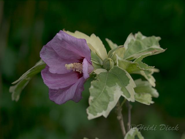 Hibiscus syriacus Meehannii1.jpg - ASCII